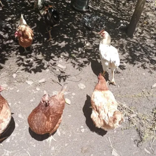 GALINHA DA ROÇA VIVAS - LOTE PARA ABATE 10 GALINHAS- VALOR R$450,00