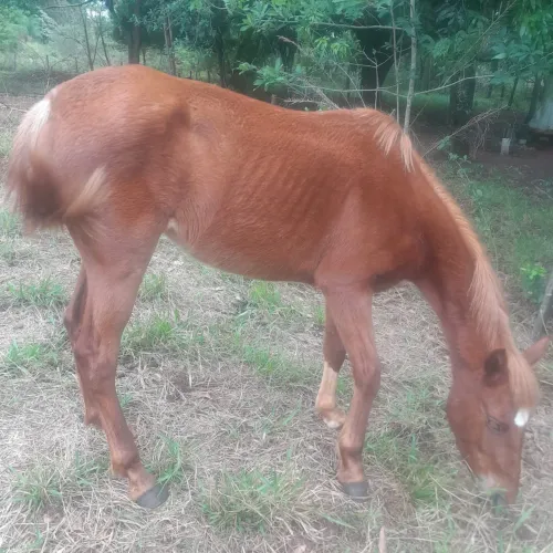 Vendo egua