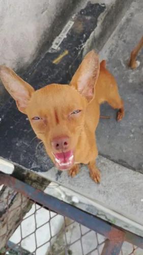 Vendo essa pinscher fêmea número 1 muito docia 