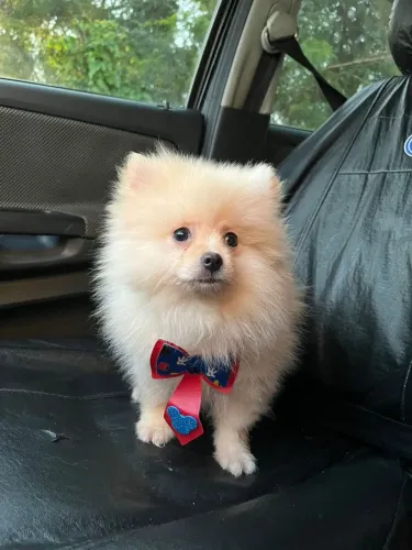 Spitz alemao filhotes vacinados