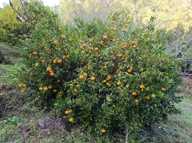 Area de terra, chacra, sitio