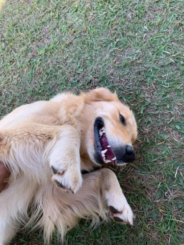 Golden fêmea 6 meses com pedigree