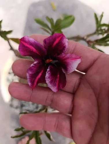 Vendo rosa do deserto barbie girl matriz