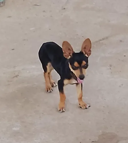Pinscher Macho