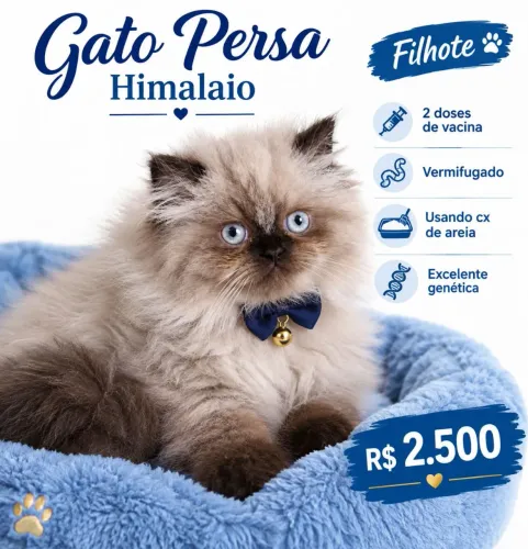 Gato Persa 