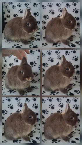 Netherland Dwarf fêmea importada