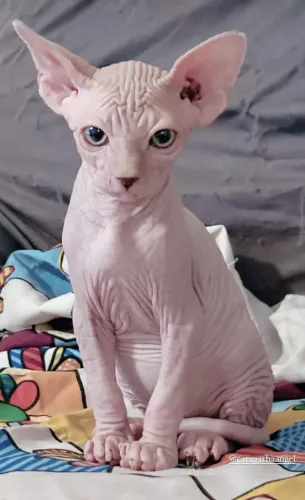 Sphynx Branco / Cinza - Macho