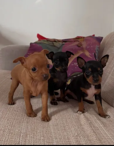 Pinscher vacinado com 61 dias 