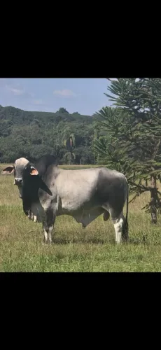 Touro tabapuã