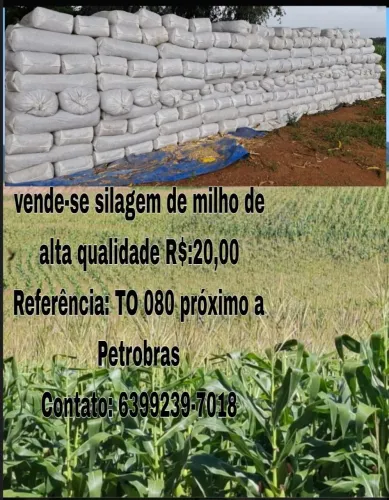 Silagem de milho de alta qualidade