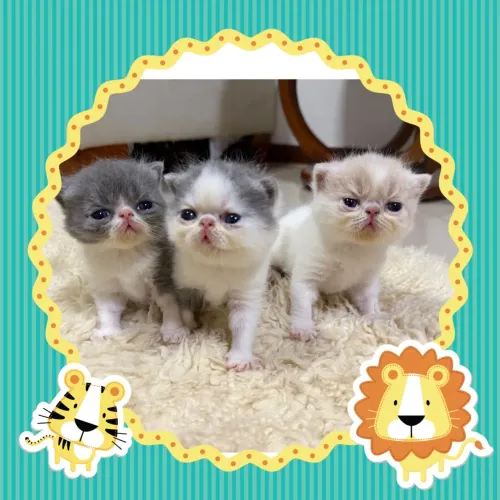 Vendo lindos gatos persas exóticos somente machos