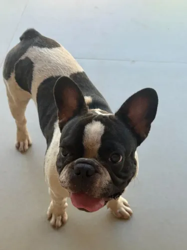 Bulldog