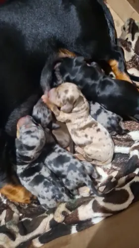 Filhotes de dachshund, salsicha, cofap