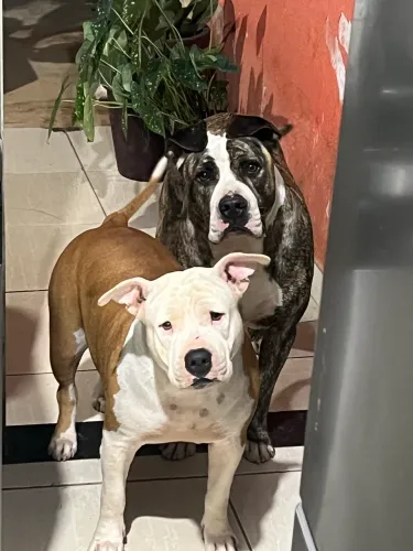Doação de cachorro pitbull 