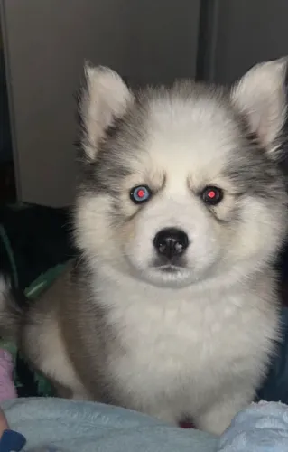 Husky fêmea wooly