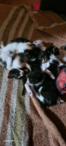 Doação de filhotes de gato