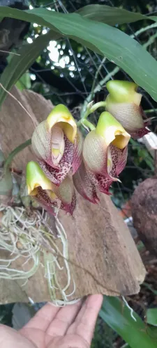 Orquideas catasentum