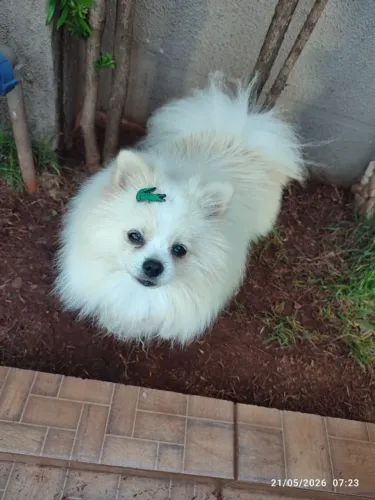 spitz lulu