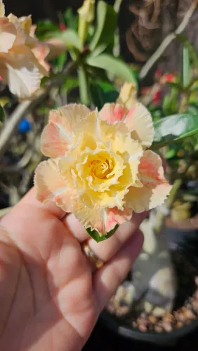 ROSA DO DESERTO ENXERTADA