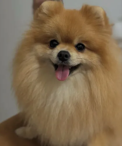 Lulu da Pomerania fêmea sou de Linhares