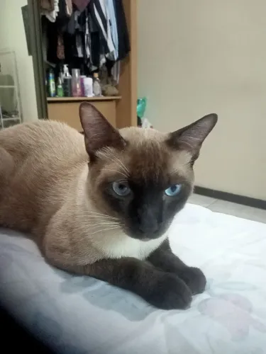 O gato mais bonito de Aracaju