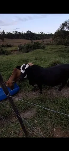 Vende se Mini Vacas