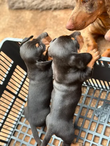 Cachorro Dachshund preto macho