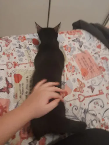 Adote essa linda neném Luna