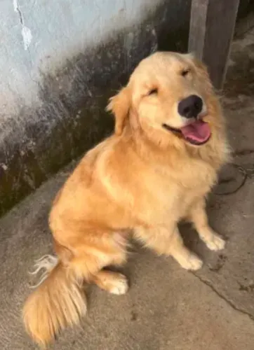 Golden Retriever 1 ano