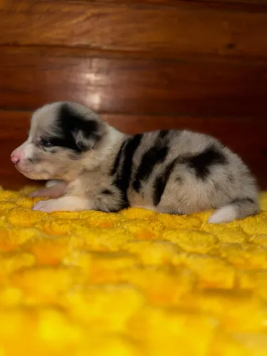 Border collie com pedigree CBKC - filhote puro