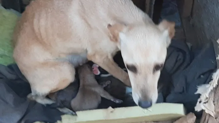 Doacao cachorros vira lata 