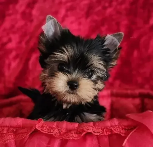 Cachorro filhote yorkshire com excelente linhagem e estrutura