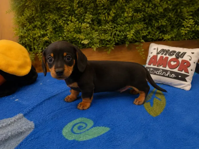 Filhotes Basset Dachshund fêmea e macho
