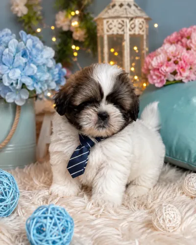 Venha garantir o seu lindo filhote de Lhasa apso macho hoje promoção!
