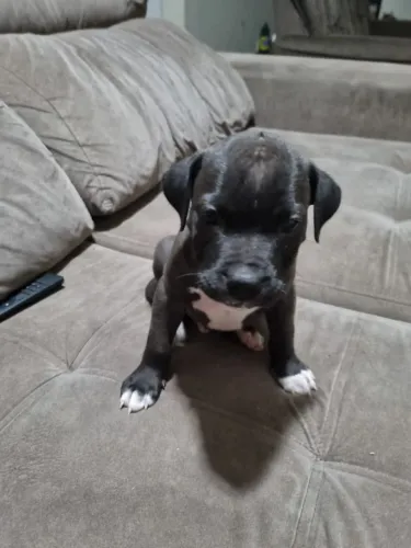 Filhote de Pit Bull 