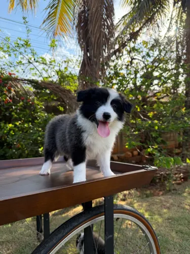 Filhote Border collie fêmea