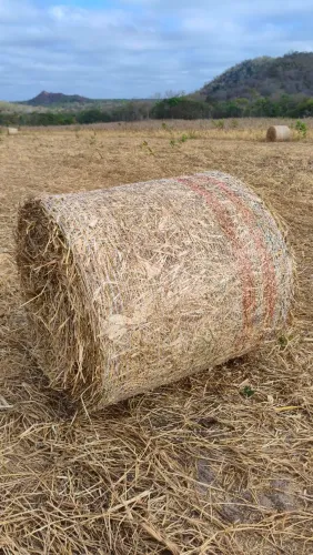 Bola de Feno de milheto e de milho com braquiária - nutrição animal - alto Longa Piauí
