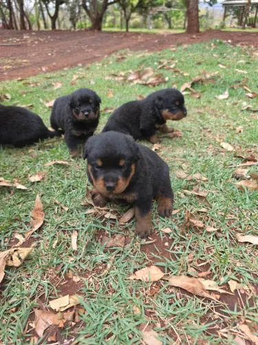 Rottweiler filhotes