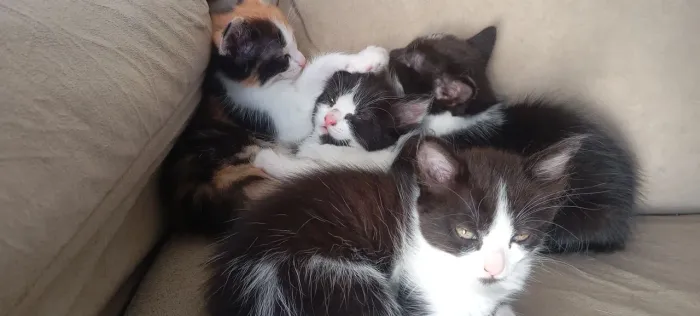 Gatinhos filhotes para doação 