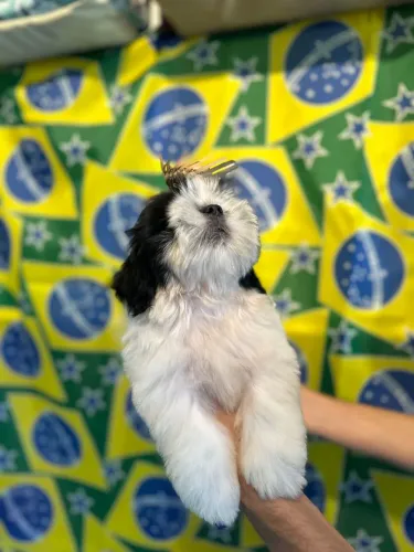 Shitzu preto e branco 