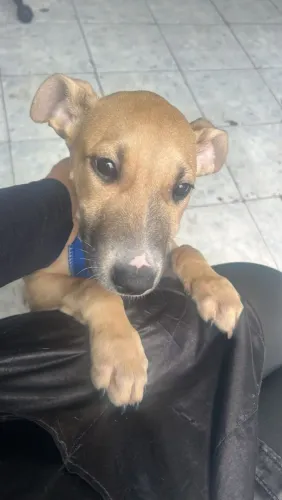 Doação de filhote Macho 3 meses