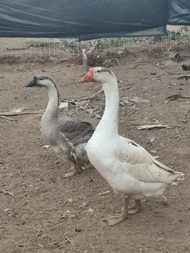 Casal de ganso