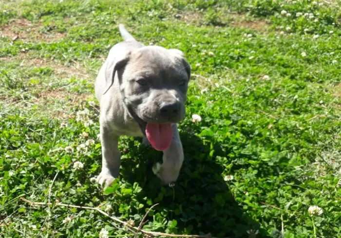 Cane Corso lindas fêmeas cinza com pedigree