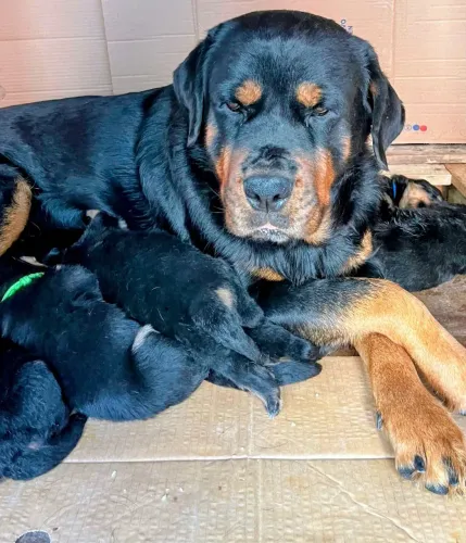 Filhotes de rottweiler 