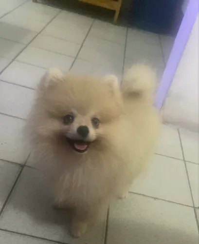lulu da pomerania