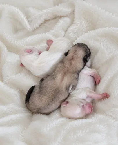 Filhotes com 27 dias de nascido Lulu Da Pomerânia