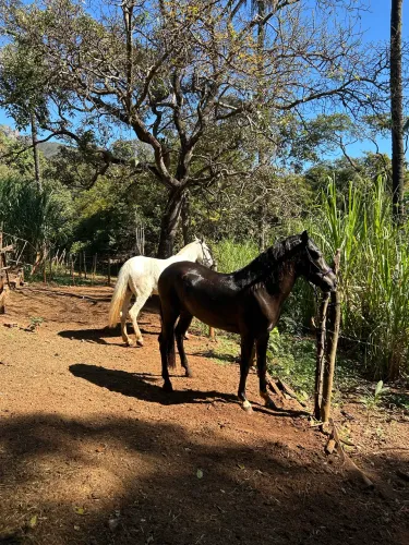 Vendo potro mangalarga 