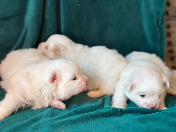 Filhotes de spitz alemão