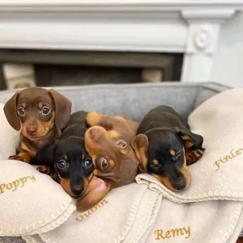 Daschund  Machos e Femeas (Basset Teckel)