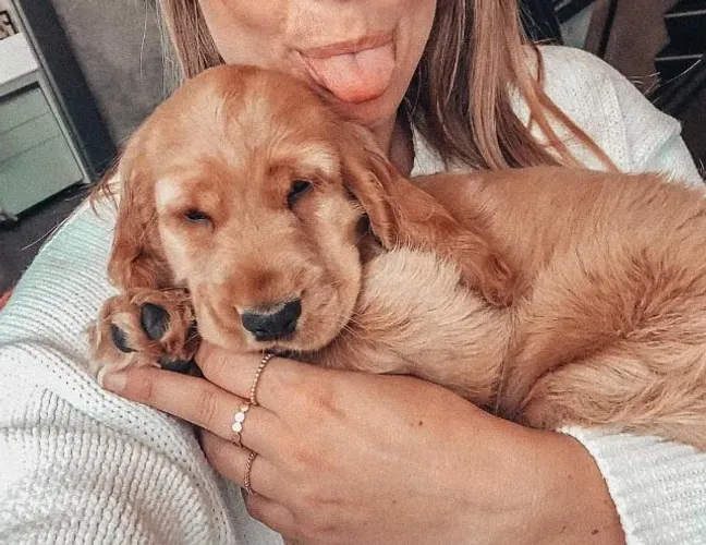 Cocker Spaniel Inglês Companhia que entende o tempo